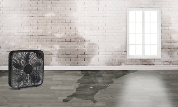 Best Mold removal after water damage  in Hooper, UT
